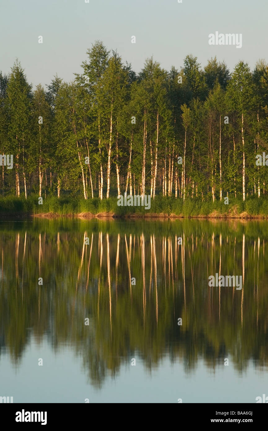 Birkenholz Nachdenken über die Oberfläche des Wassers Kelukoski Finnland Stockfoto