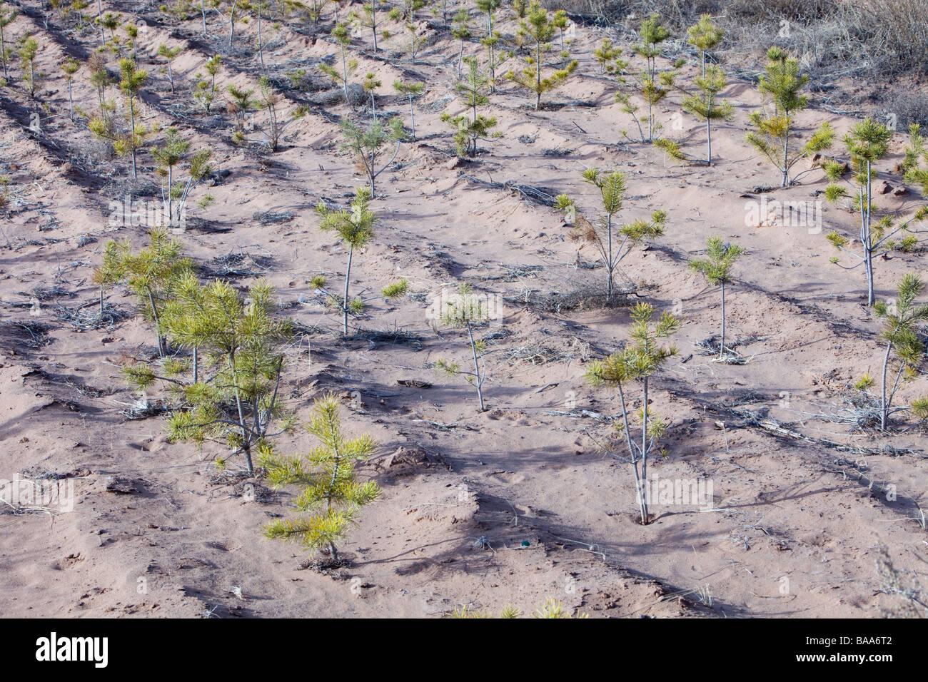 Bäume, die zur Bekämpfung des Klimawandels ändern induzierte Wüstenbildung in der Inneren Mongolei, China Stockfoto