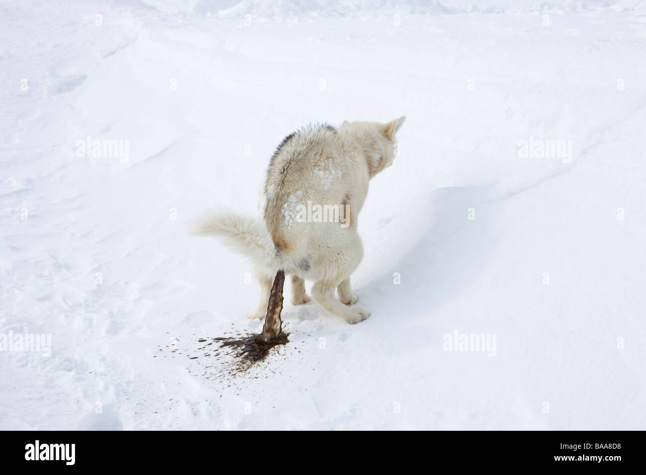 Sledgedog, Huskies in Kulusuk, Grönland Stockfoto