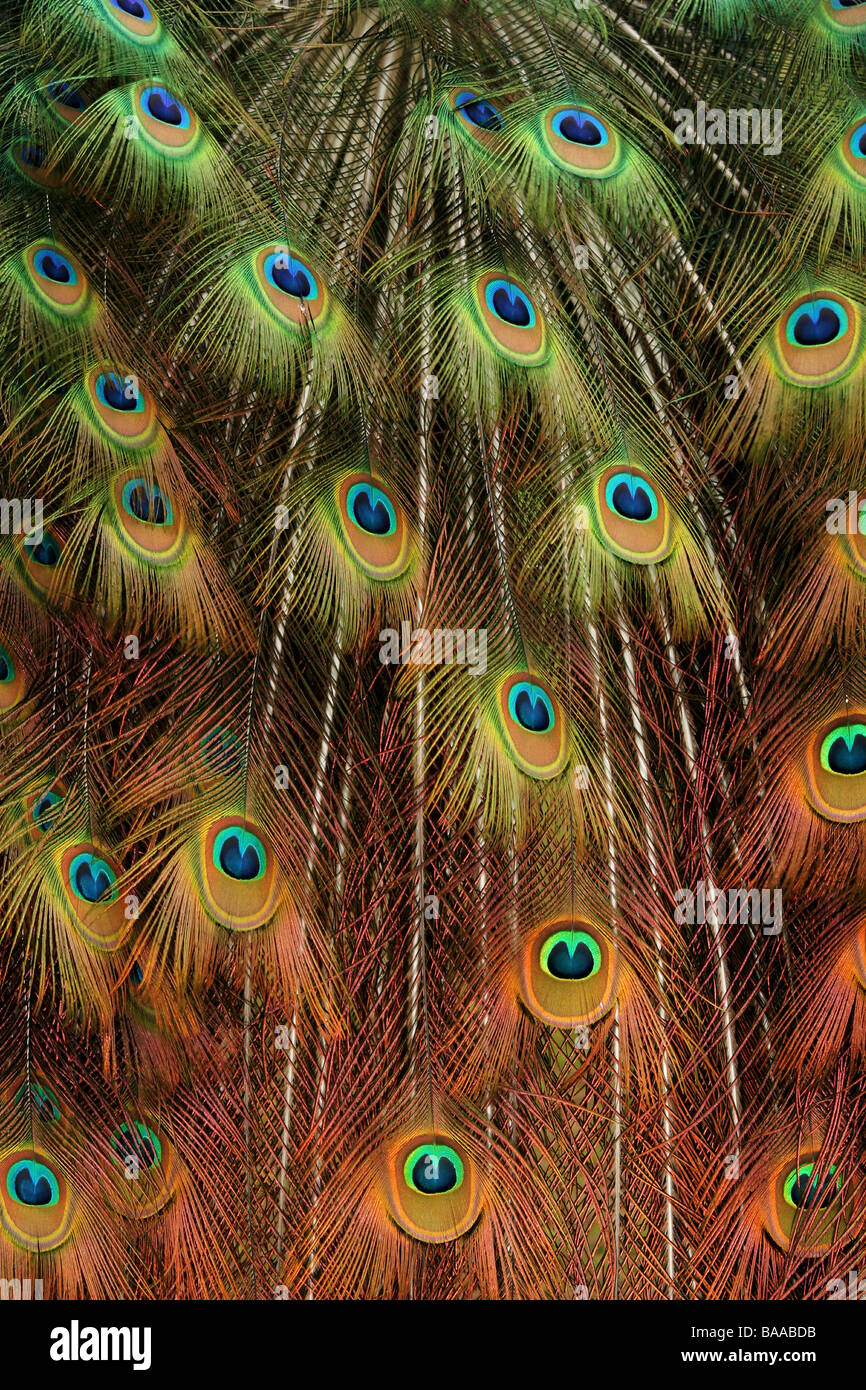 Ein männlicher Pfau Pavo Cristatus Land Park North Lincolnshire England Großbritannien Stockfoto