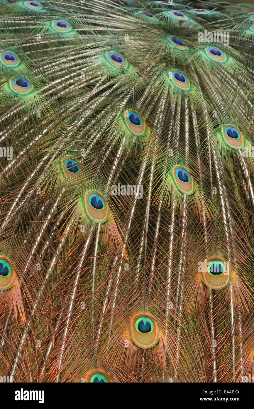 Ein männlicher Pfau Pavo Cristatus Land Park North Lincolnshire England Großbritannien Stockfoto