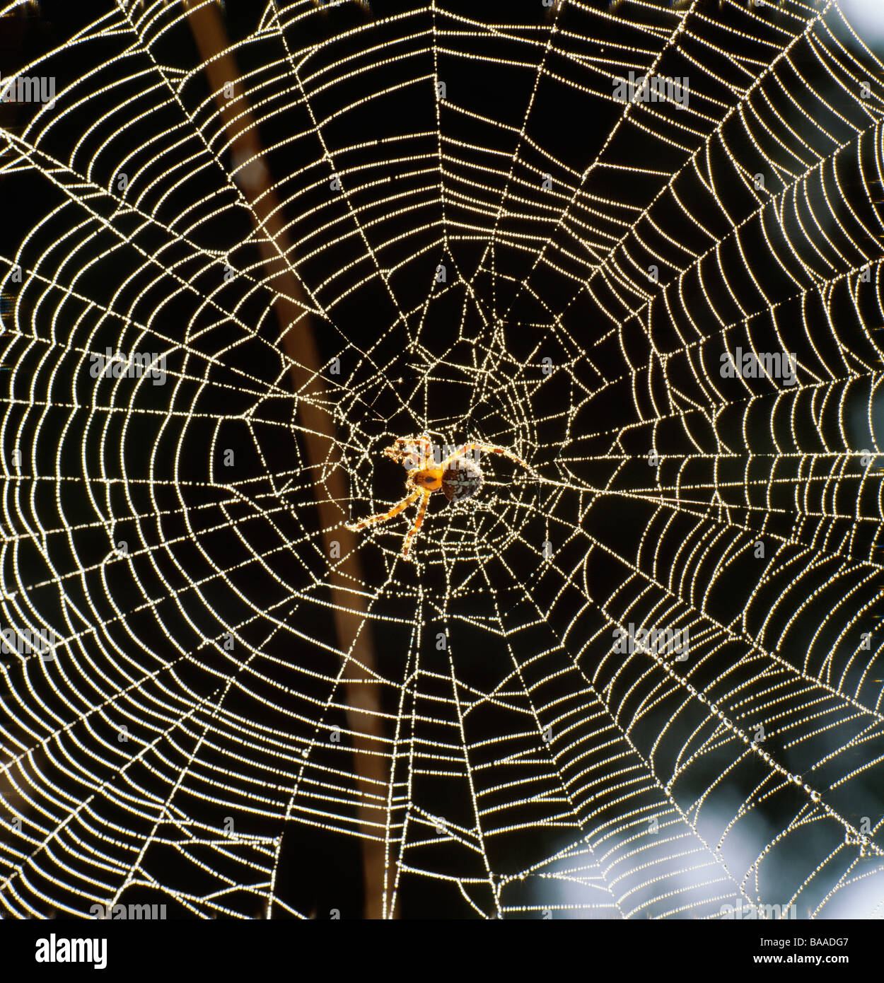 Spinne kriecht auf Spider Web Nahaufnahme Stockfoto