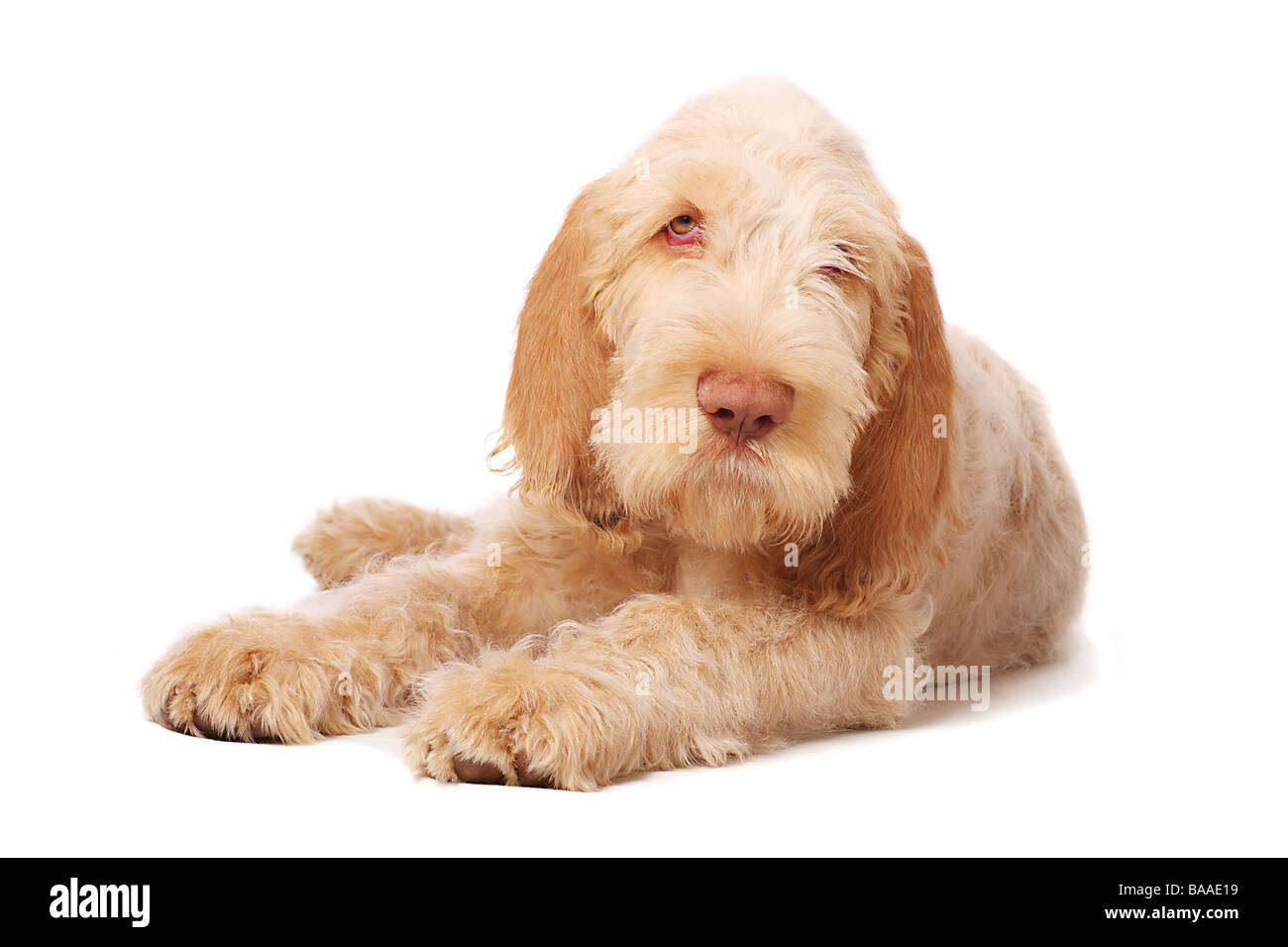 Spinone Italiano Rechte verwalteten Bild Hund Stockfoto