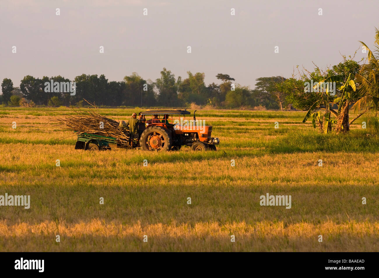 Eine alte Traktor in einem Reis-Bauernhof in den Philippinen Stockfoto