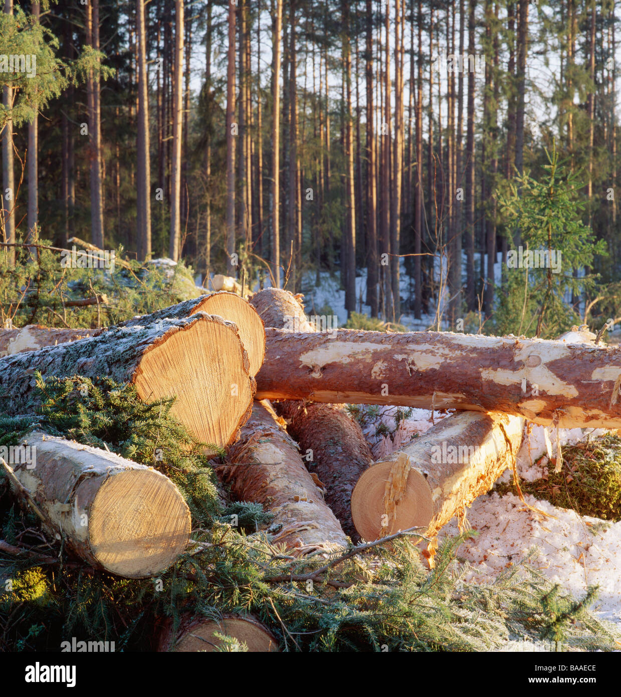 Gehackte Protokolle im Wald Stockfoto