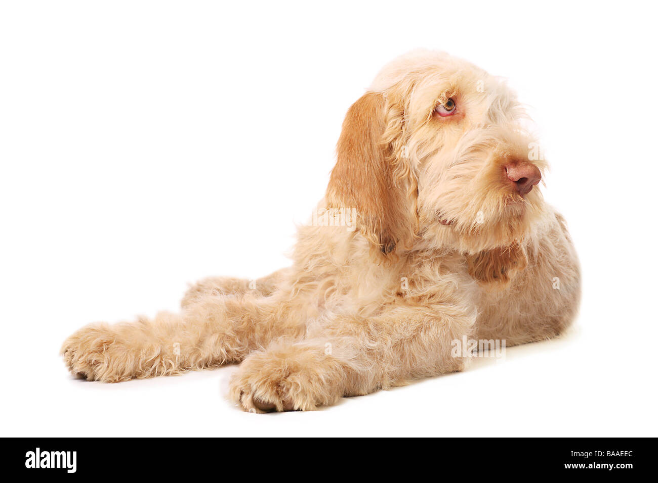 Spinone Italiano Hund Stockfoto