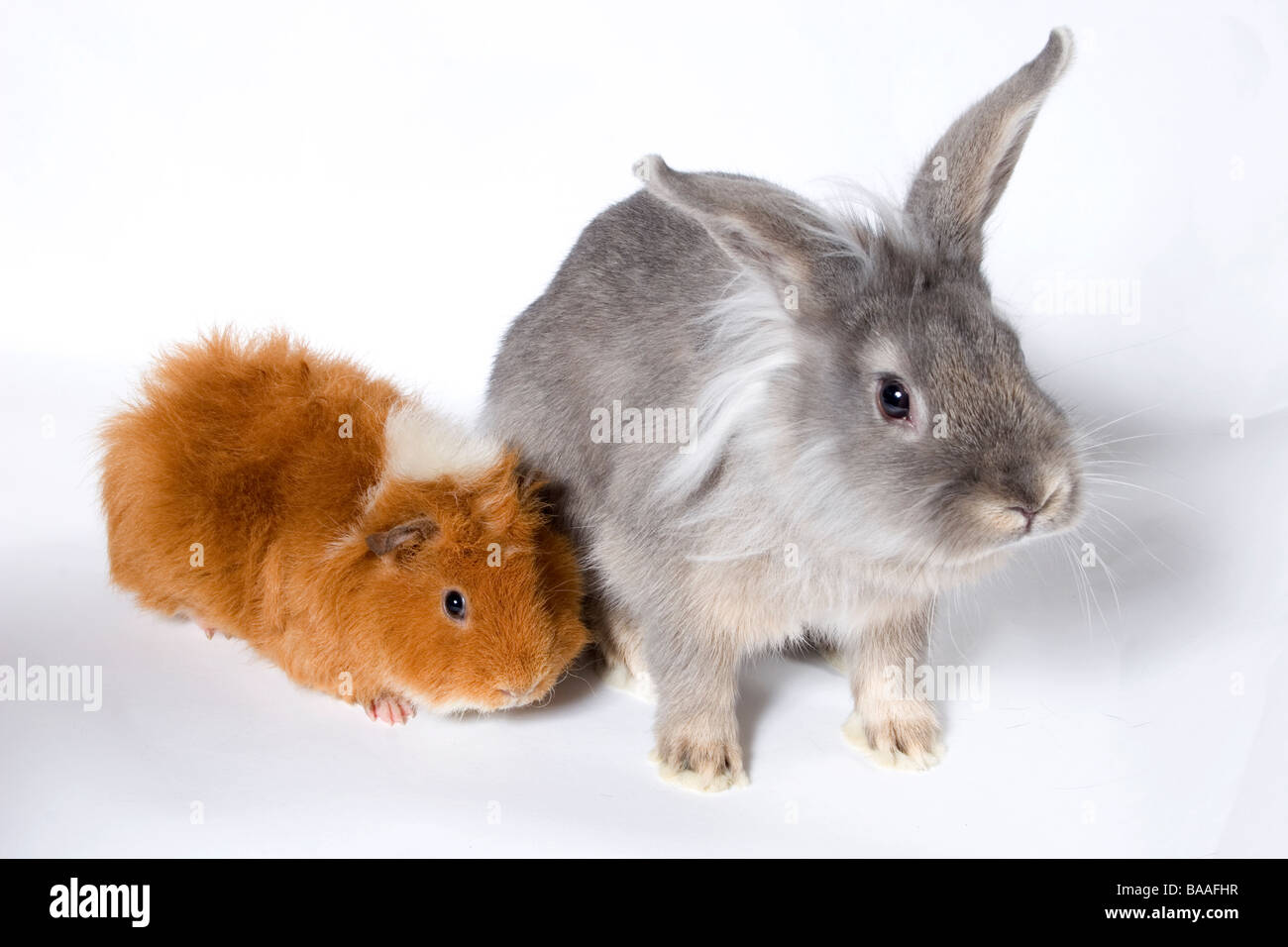 Porträt jungen grauen Kreuz Löwenkopf Kaninchen mit Ingwer und weißen Erwachsenen Meerschweinchen Stockfoto