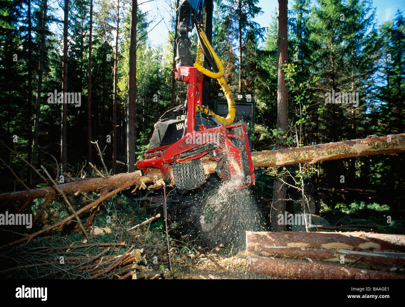 Kran-schneiden-Protokoll der Baum im Wald Stockfoto