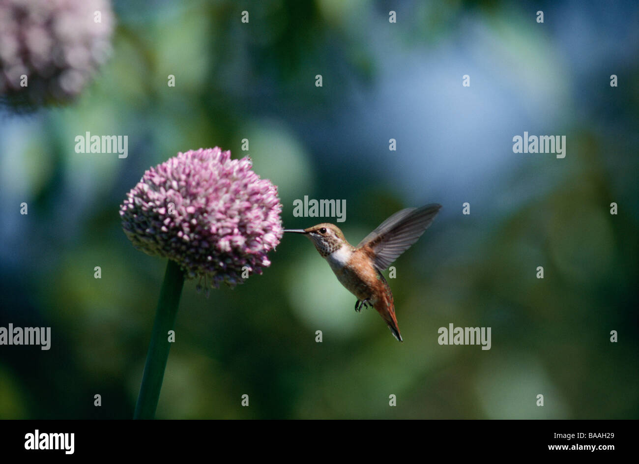 Kolibri ernähren sich von Nektar-Seitenansicht Stockfoto