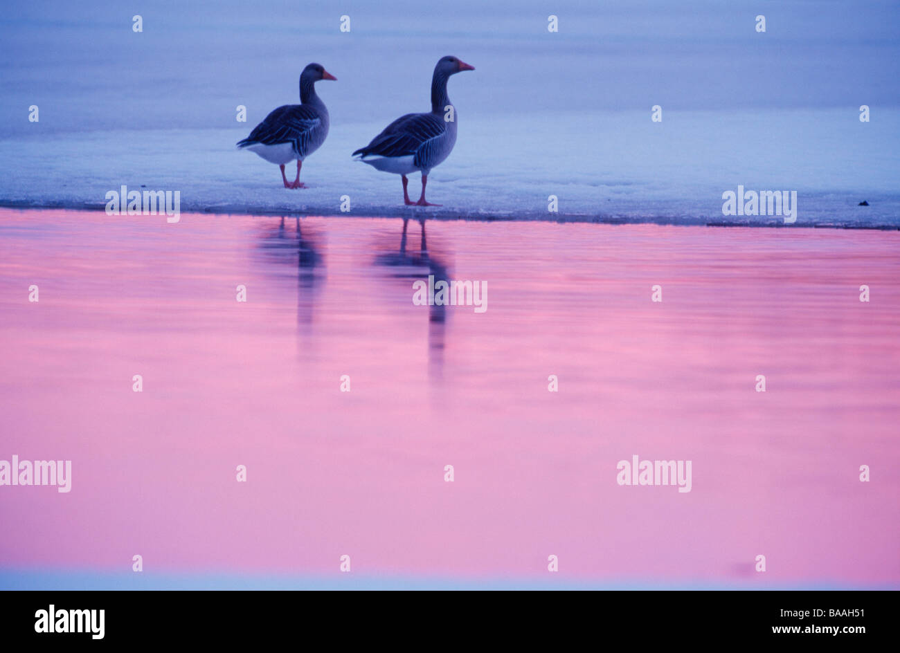 Graugänsen stehen am Strand Stockfoto
