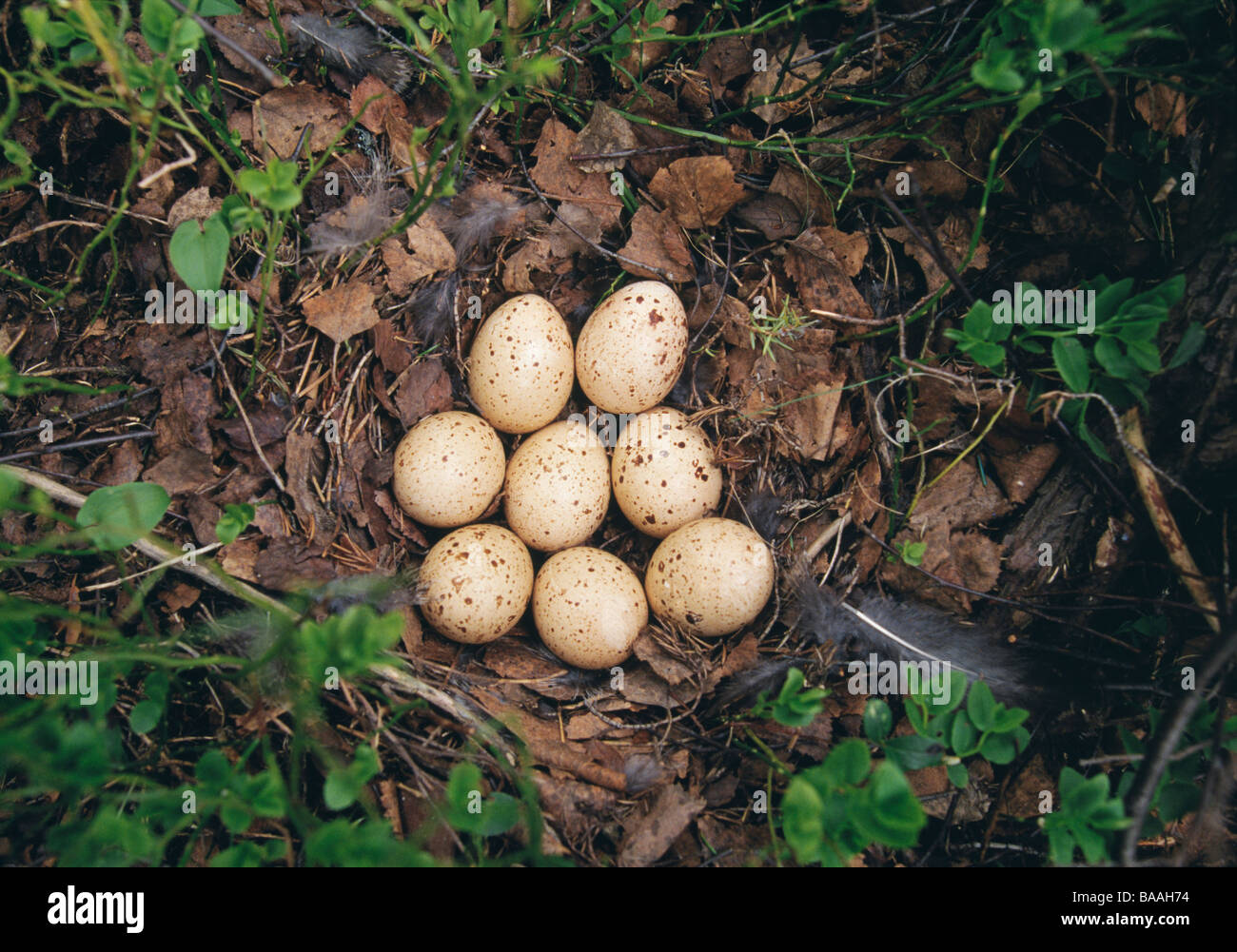 Eiern im nest erhöhten Blick Stockfoto