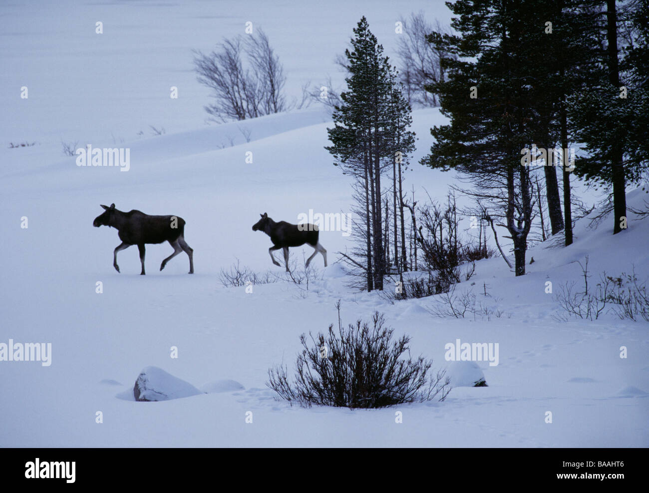 Elch auf Schnee bedeckten Land ausgeführt Stockfoto