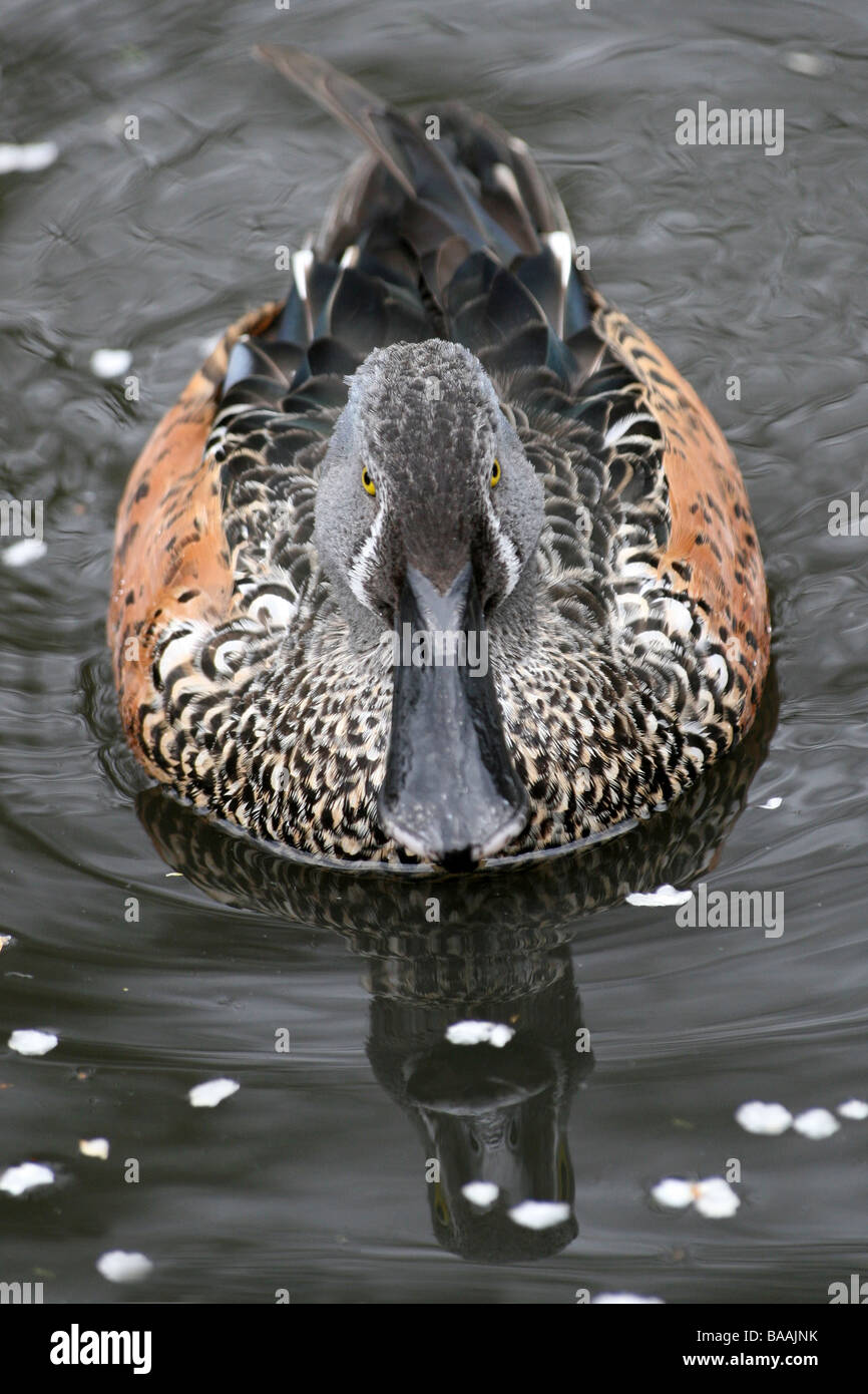 Portrait der Australischen Shoveler Anas rhynchotis rhynchotis (Spachtel) in Wasser bei Martin bloße WWT, Lancashire, Großbritannien Stockfoto