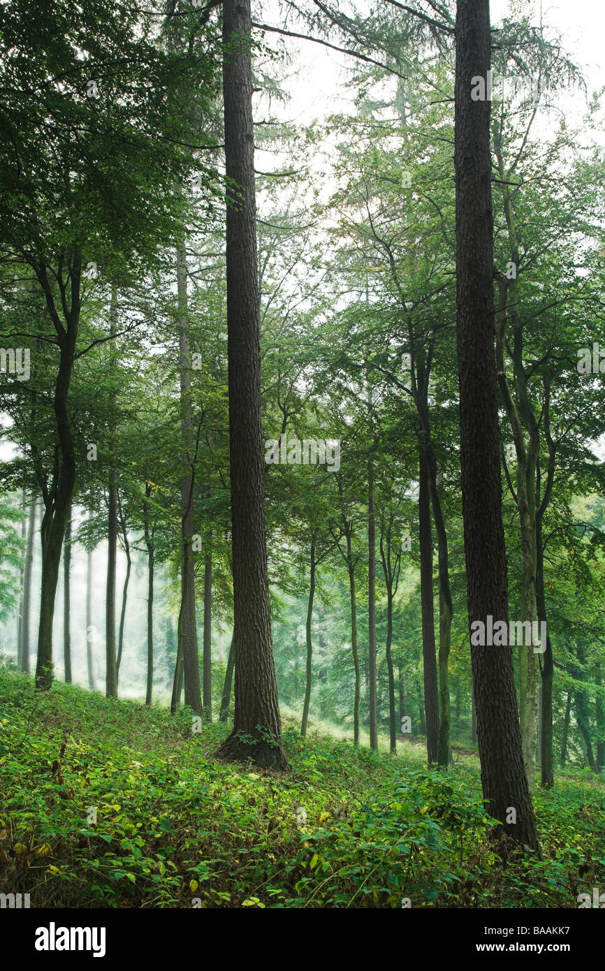Forest of Dean Stockfoto