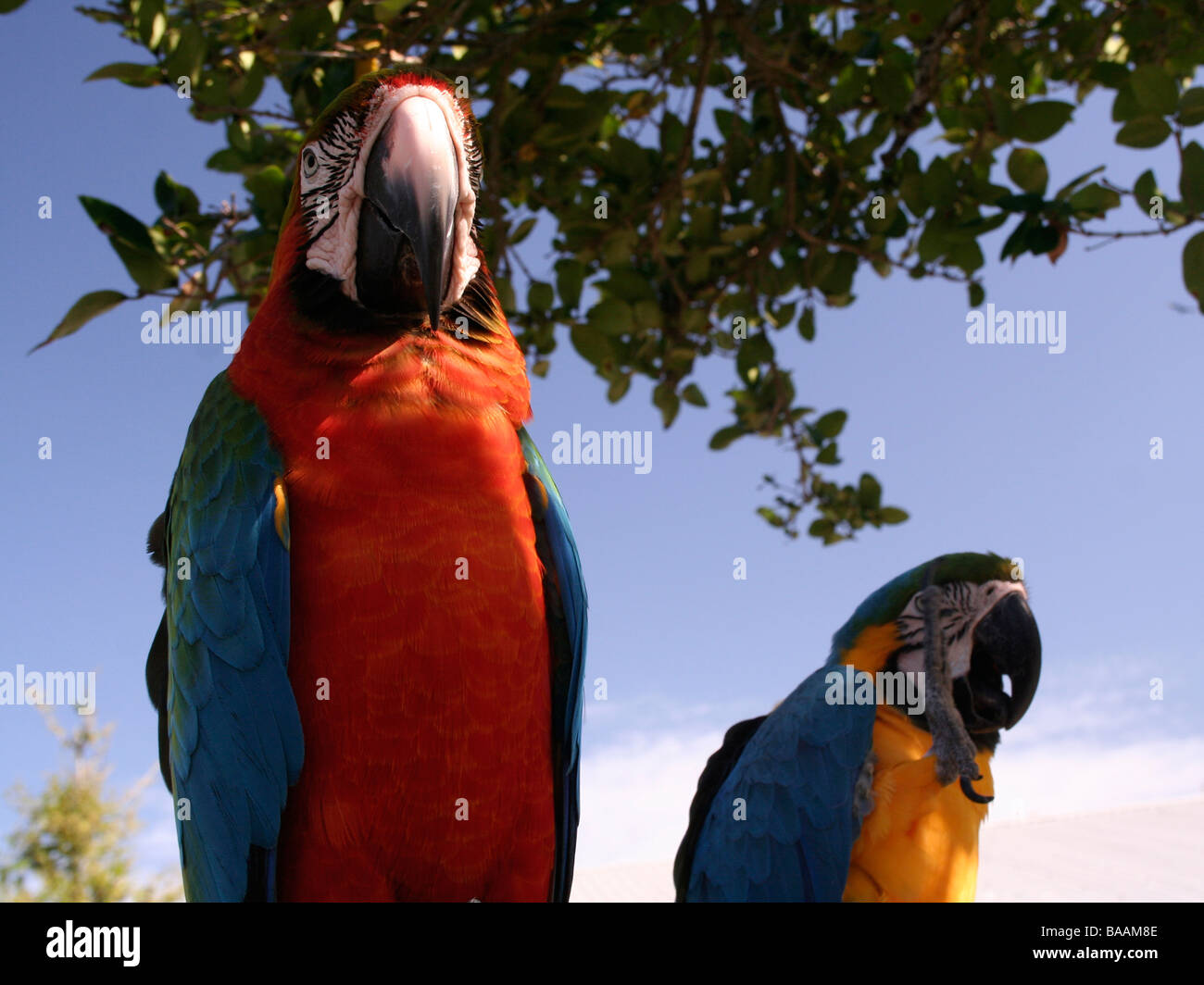 Paar der bunten Papageien, die auf einem Ast sitzend Stockfoto