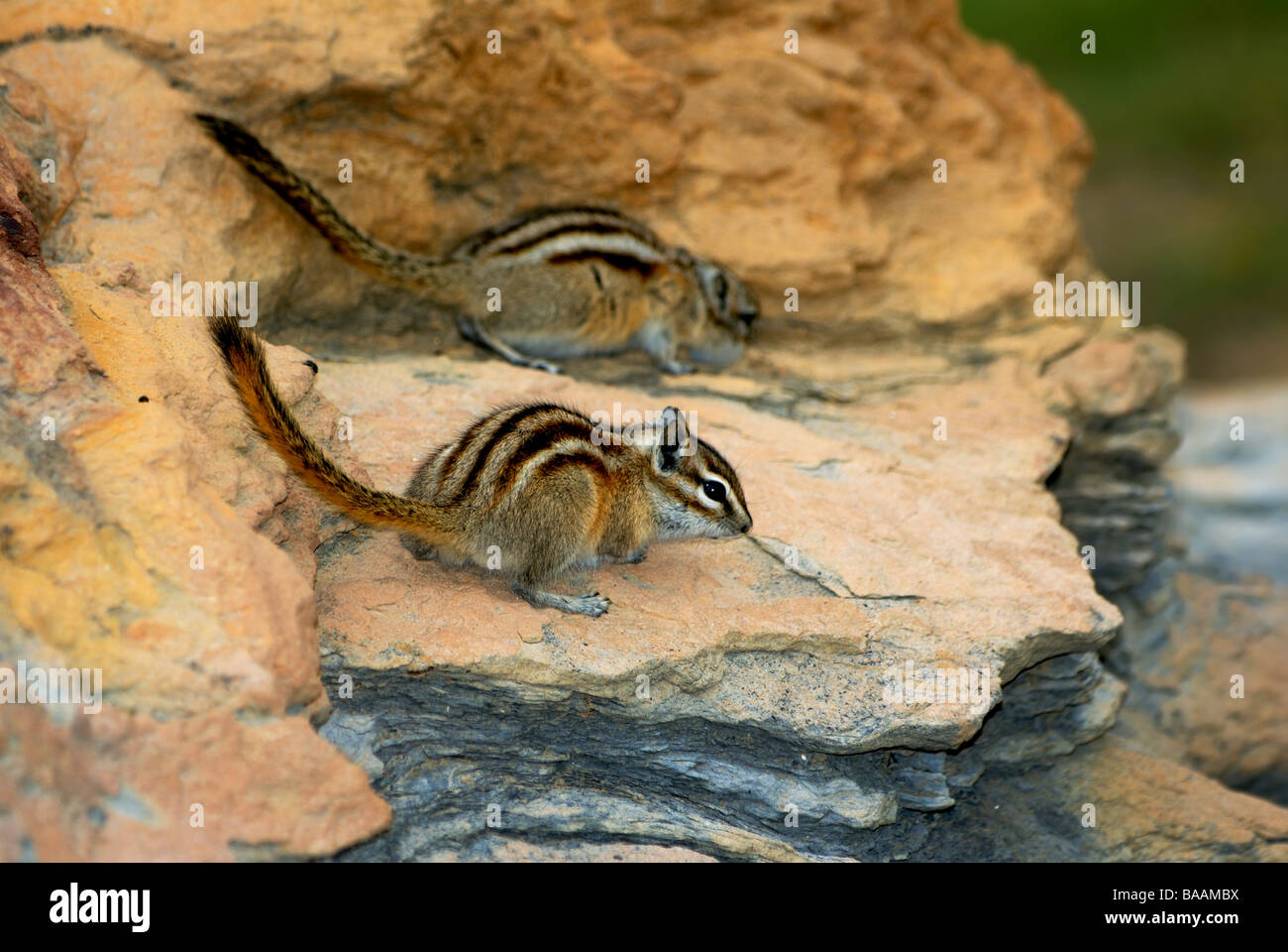 Zwei am wenigsten Chipmunks, Neotamias minimus oder Tamias minimus, auf Felsen oder Felsbrocken in Wyoming, USA. Stockfoto