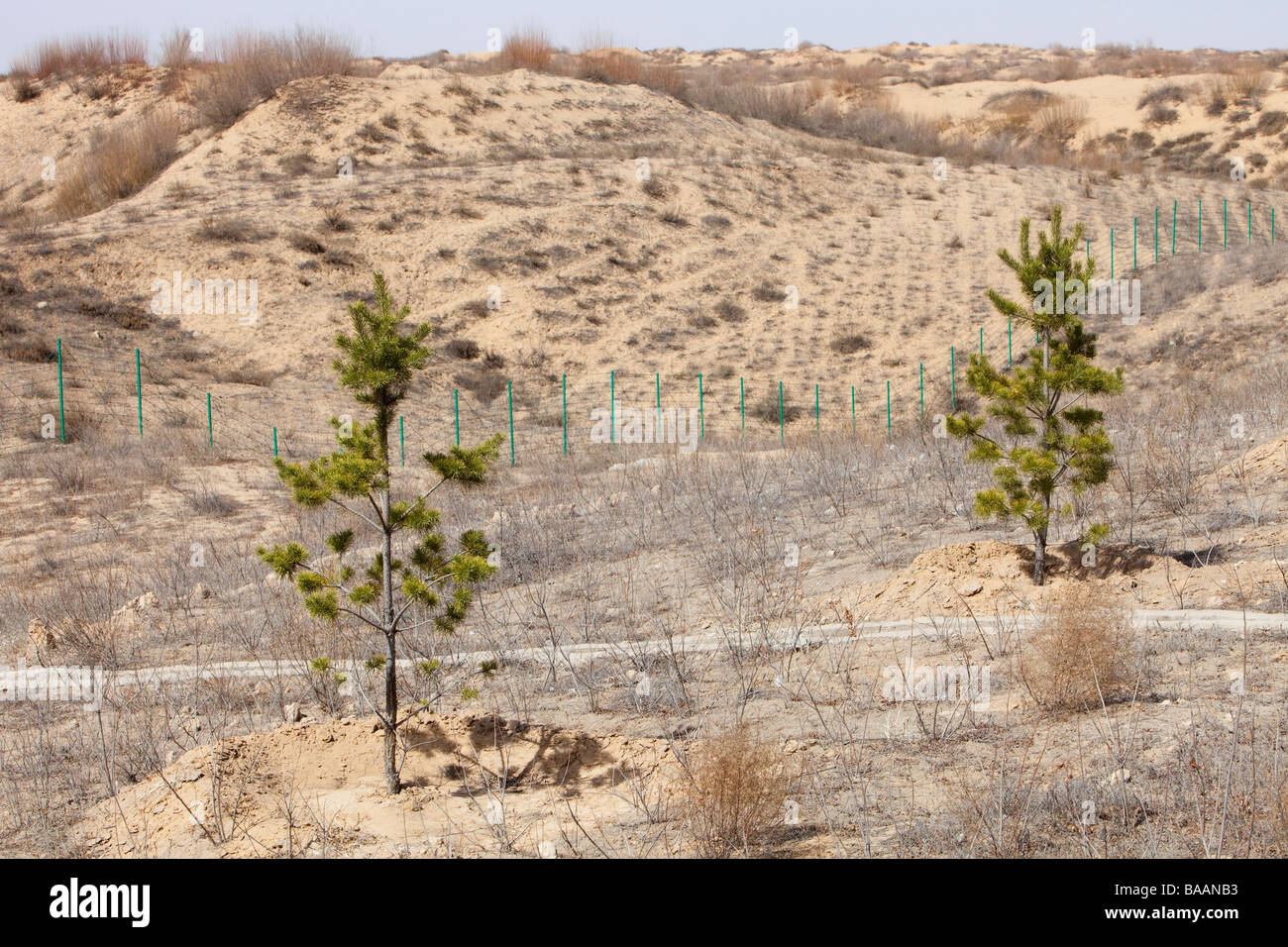 Baumpflanzung in der Provinz Shanxi, hervorgerufen durch Klimawandel Wüstenbildung aufzuhalten versuchen induzierte Trockenheit. Stockfoto