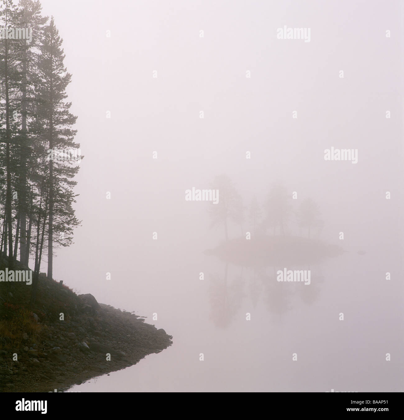 Bäume, Fluss in nebligen Wetter Stockfoto