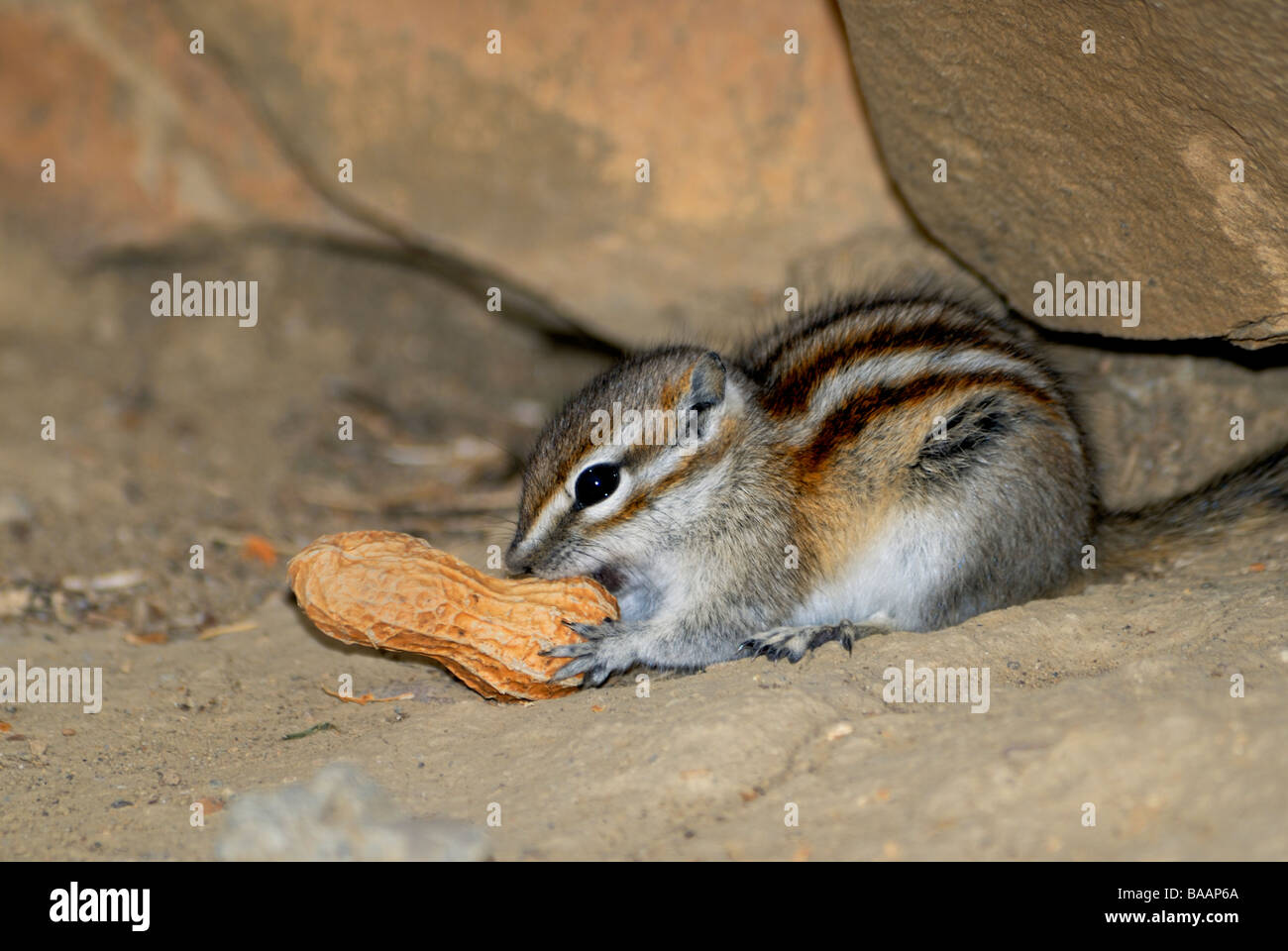 Am wenigsten Chipmunk, Neotamias minimus oder Tamias minimus, die eine Erdnuss auf Felsen oder einen großen Felsbrocken in Wyoming, USA, essen. Stockfoto