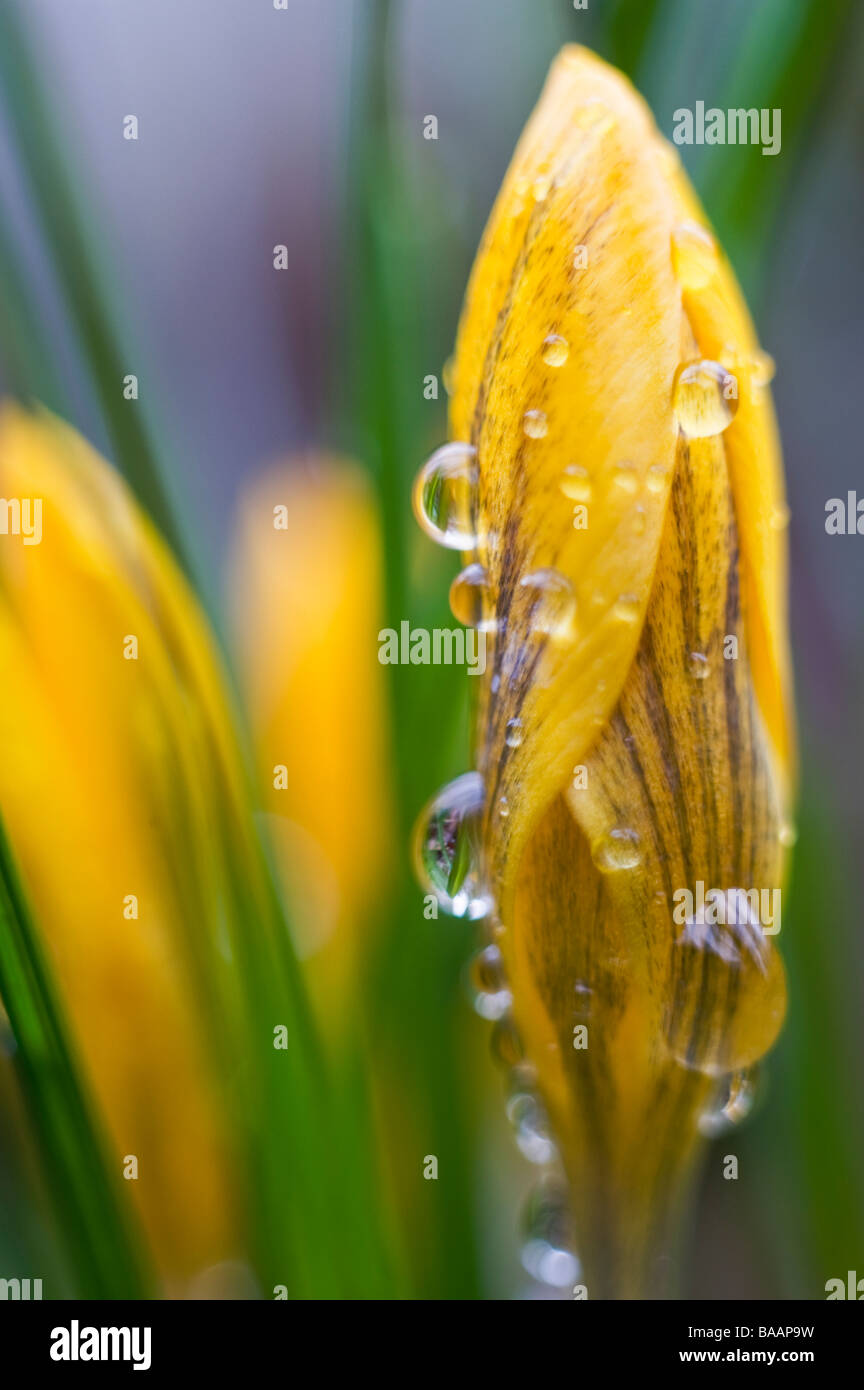 Crocus Chrysanthus mit Wassertropfen Stockfoto