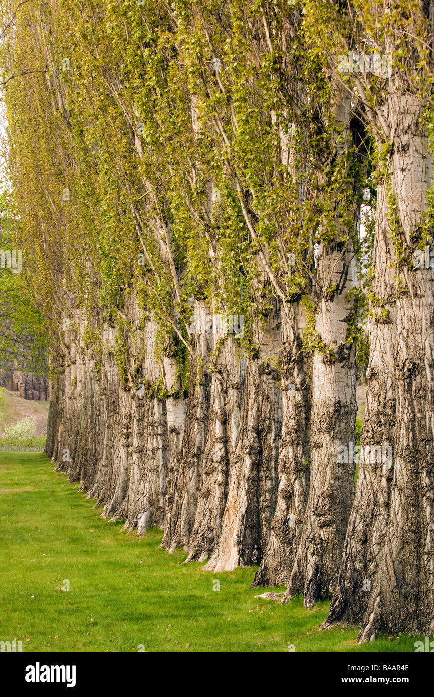 Wäldchen - Columbia Hills State Park, Washington Stockfoto