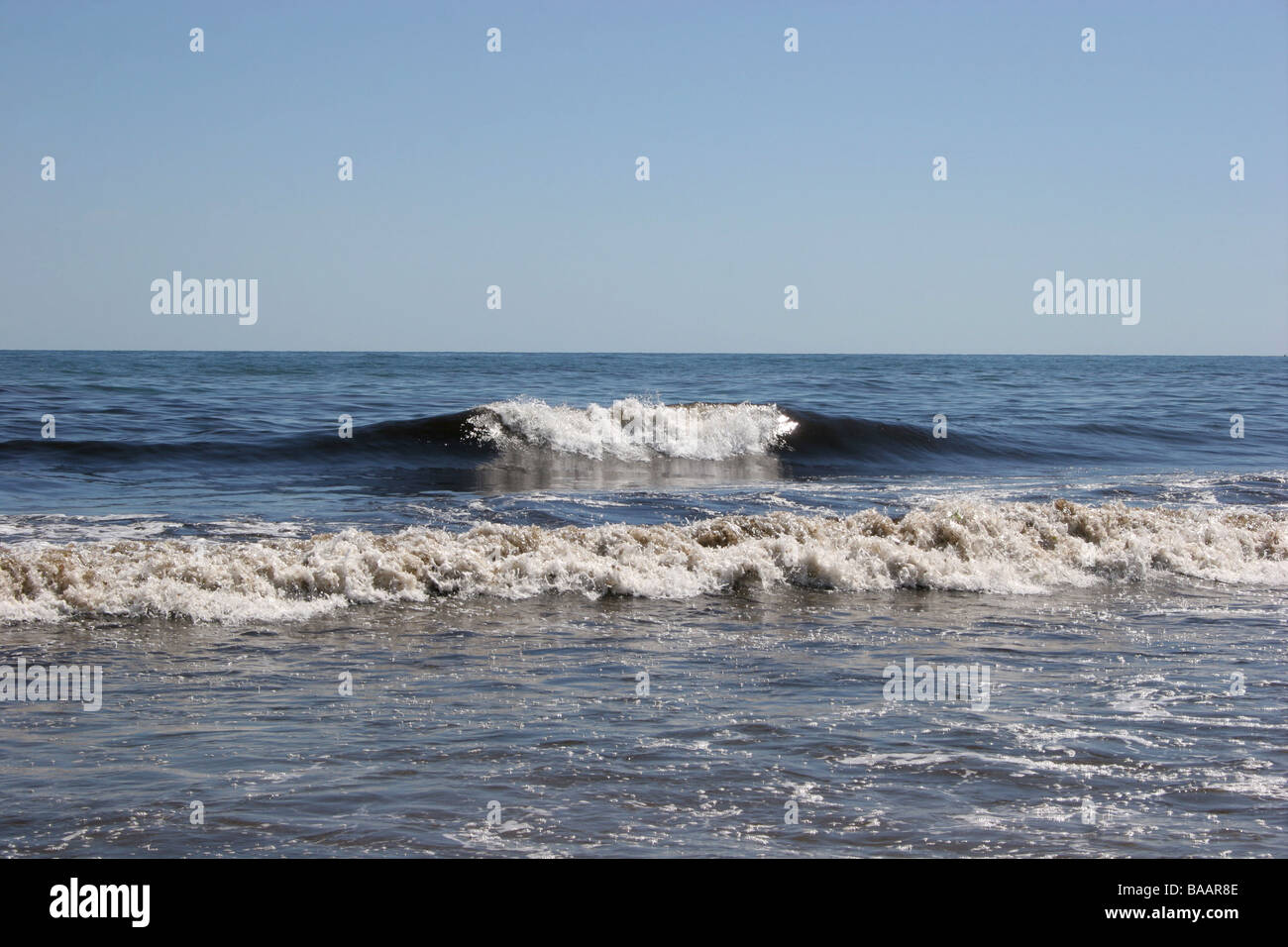 Braunalgen Strand Cape Cod, Massachusetts, USA Stockfoto