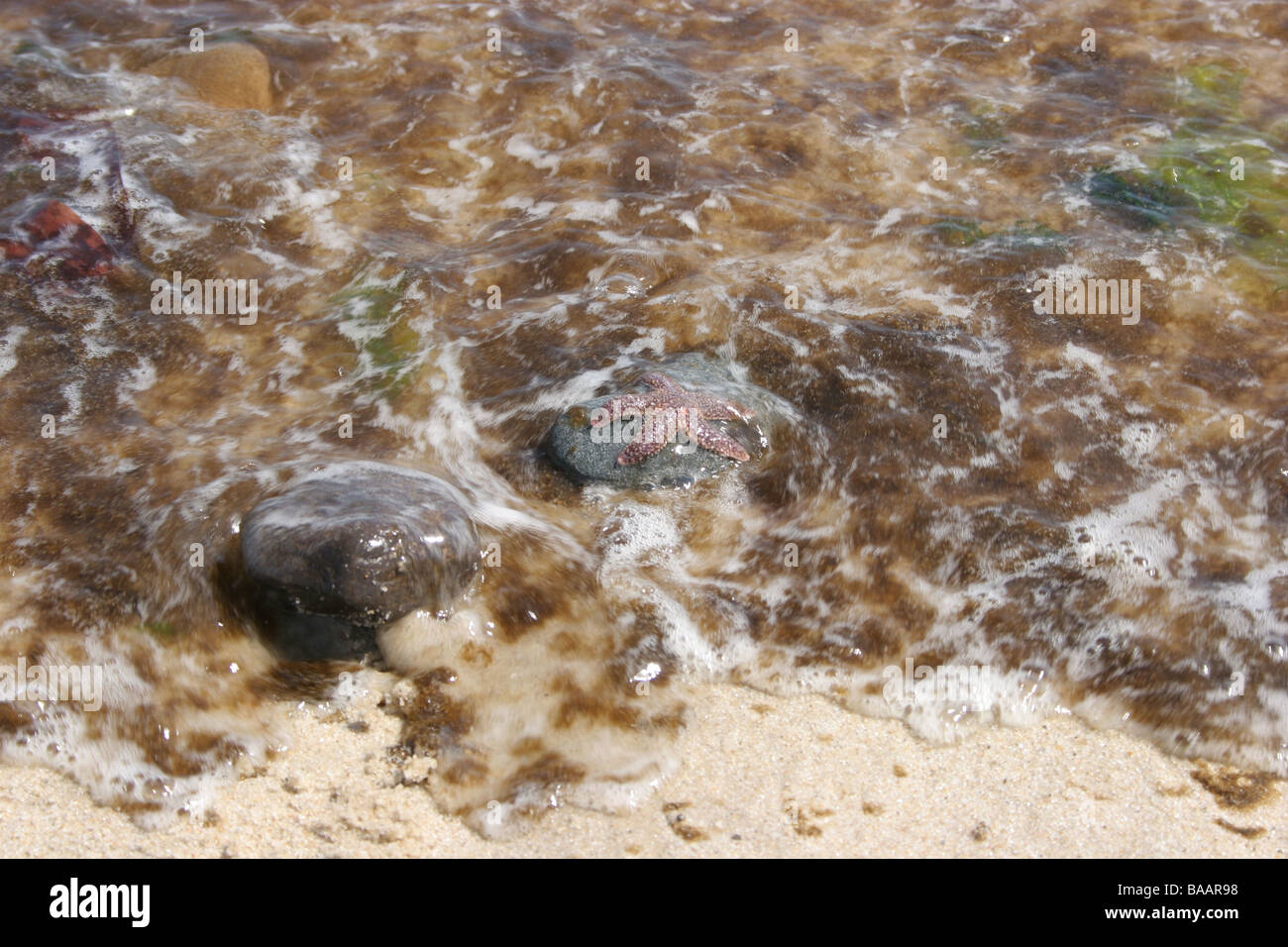 Seestern auf einen verschmutzten Strand mit Algen gefunden Stockfoto