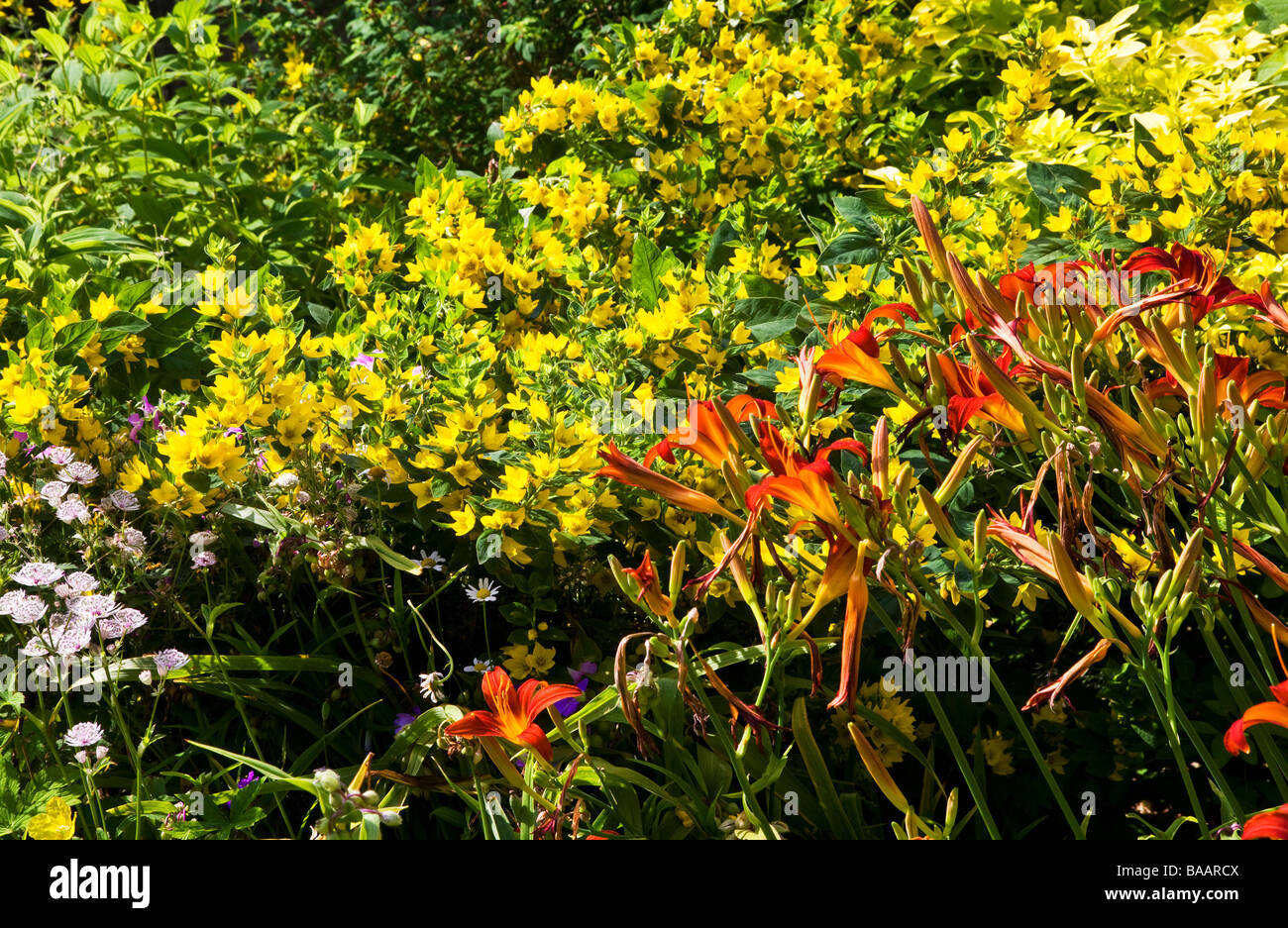 Nahaufnahme der krautige mehrjährige Grenze mit gelb Lysimachia Stockfoto