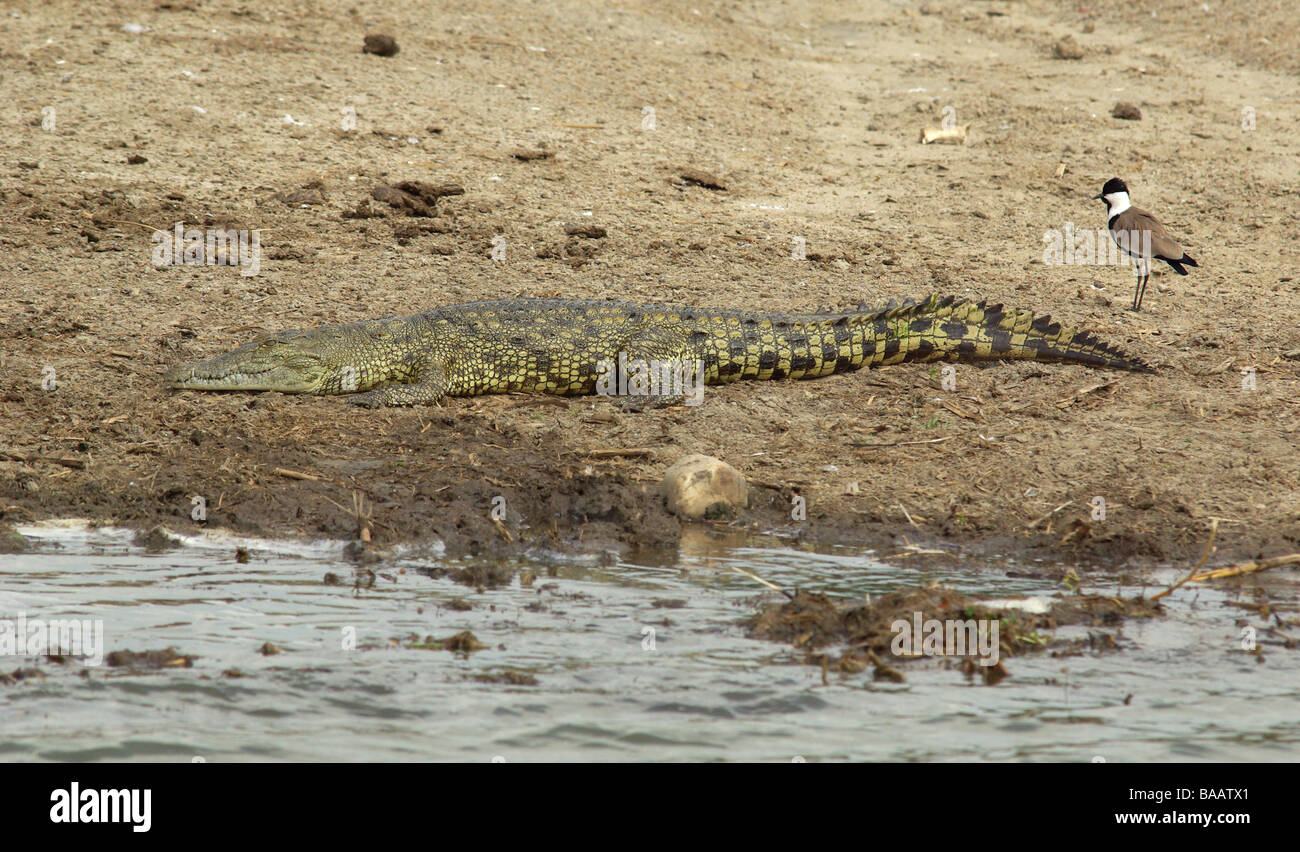 Nil-Krokodil (Crocodylus Niloticus) und geflügelten Sporn Kiebitz Stockfoto