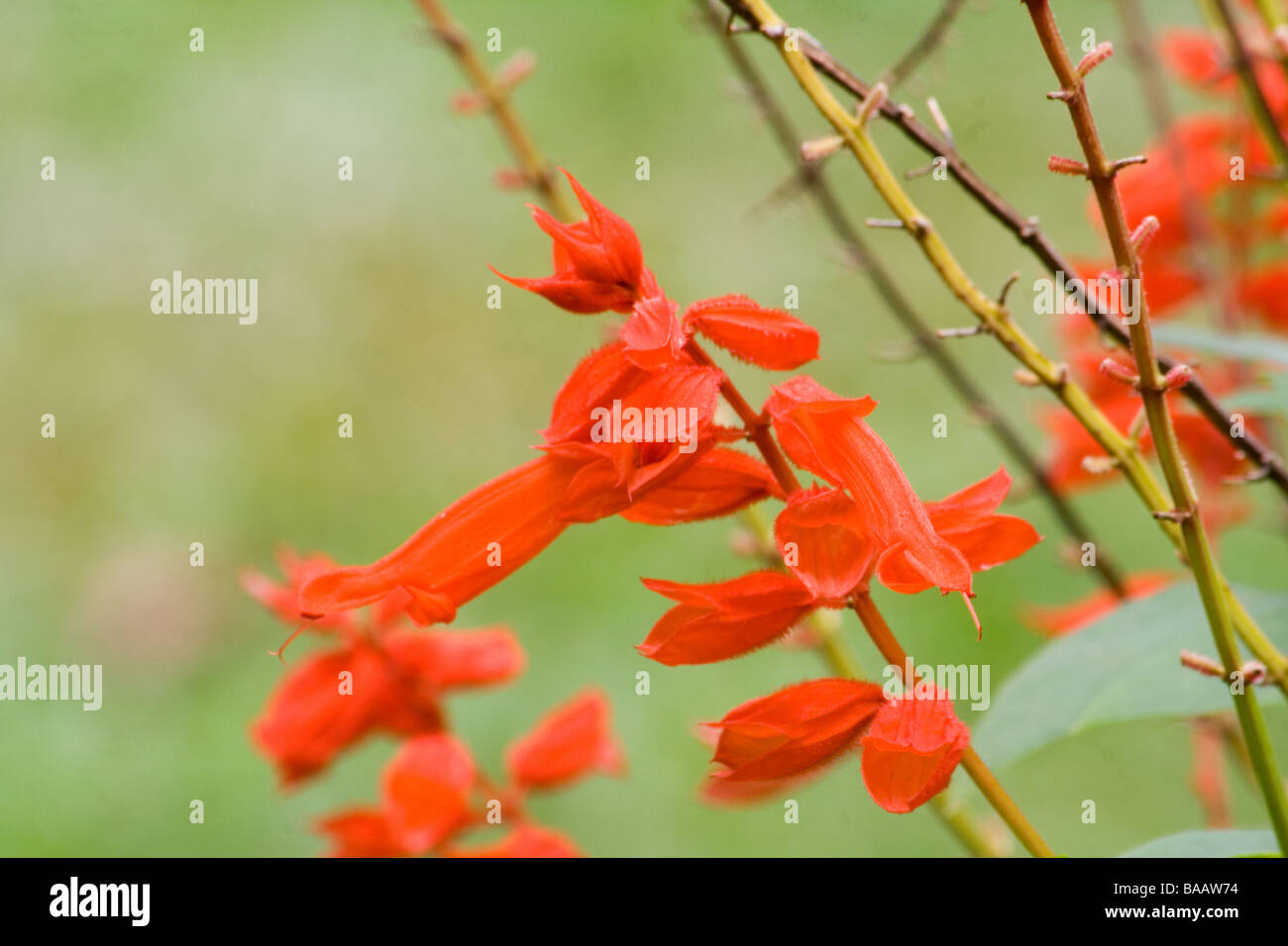 Scarlet Salbei, Salvia Splendens Sellow Stockfoto