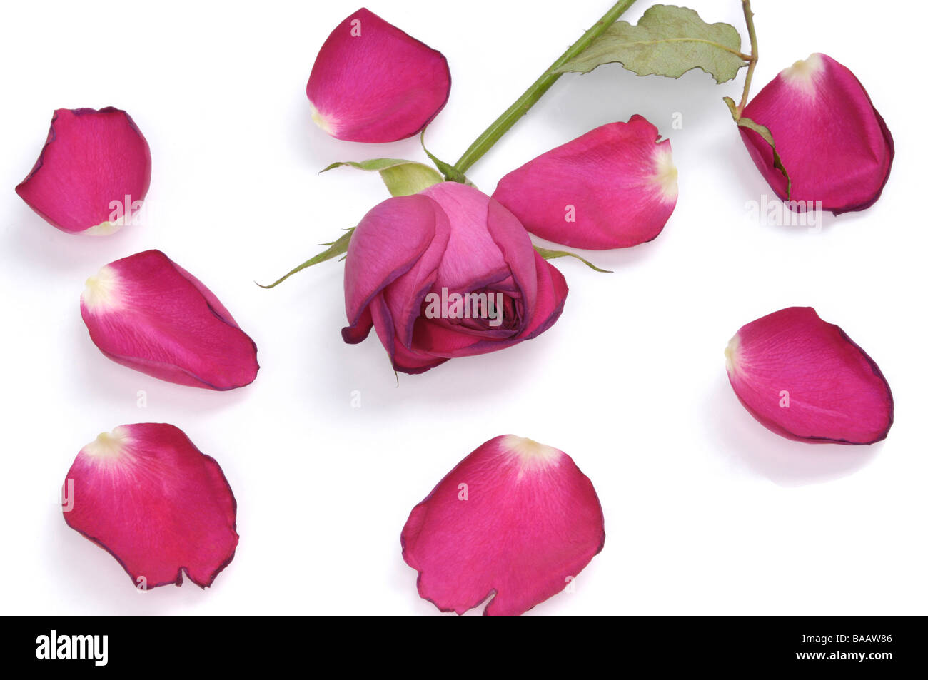 Rote Rosenblätter und rote rose Stockfoto