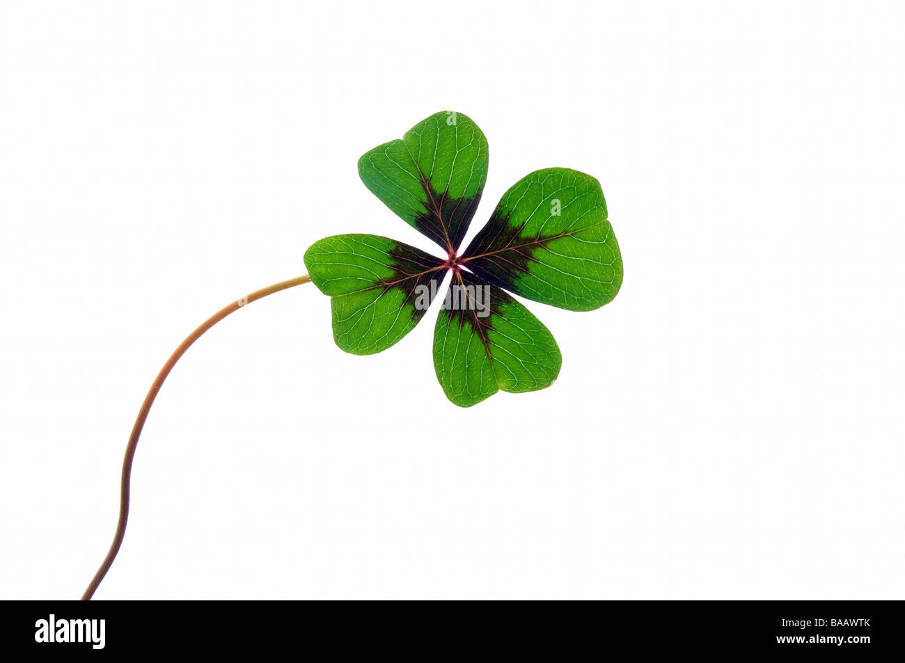 Vierblättriges Kleeblatt Stockfoto