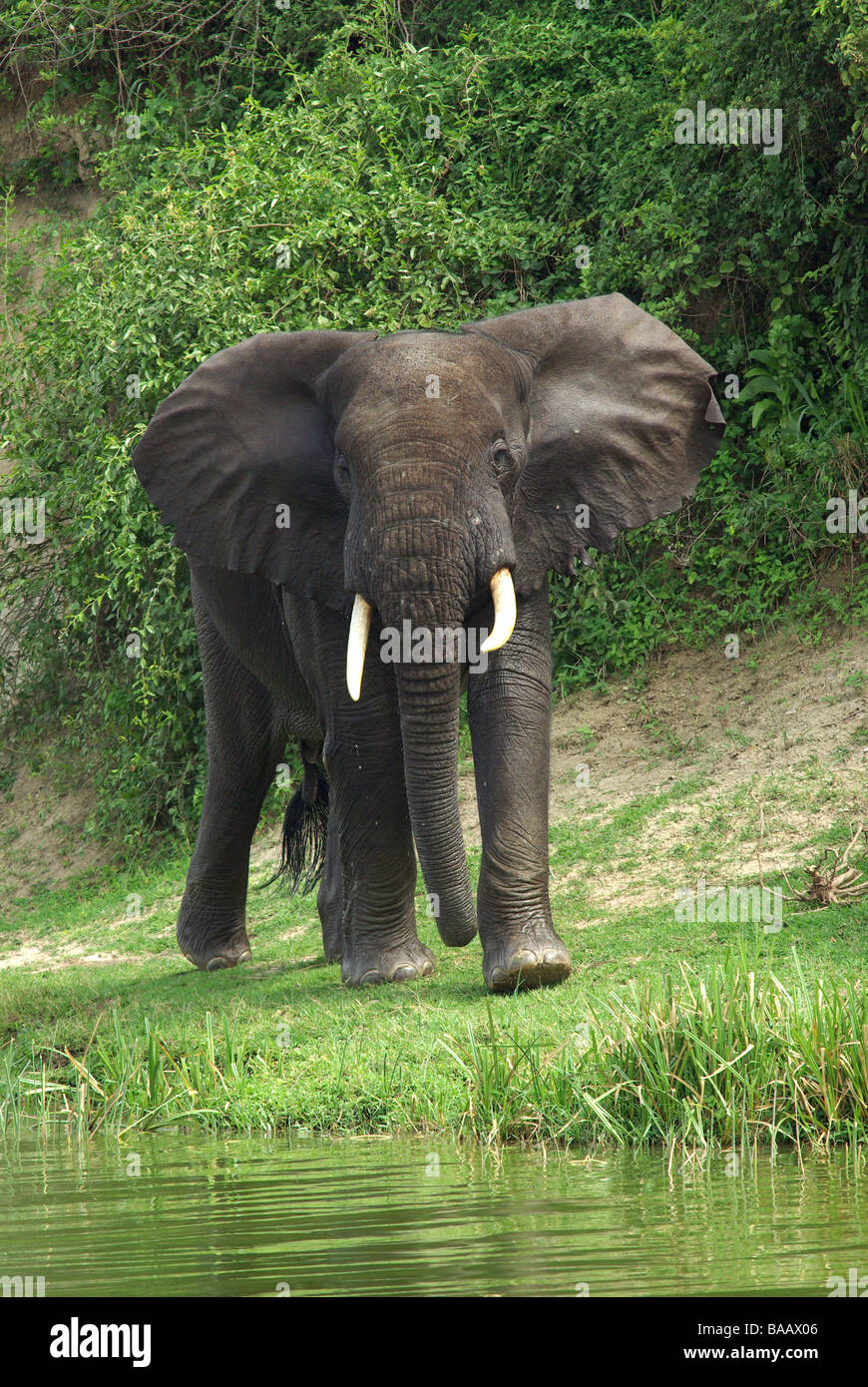 Afrikanischer Elefant (Loxodonta Africanus) Stockfoto