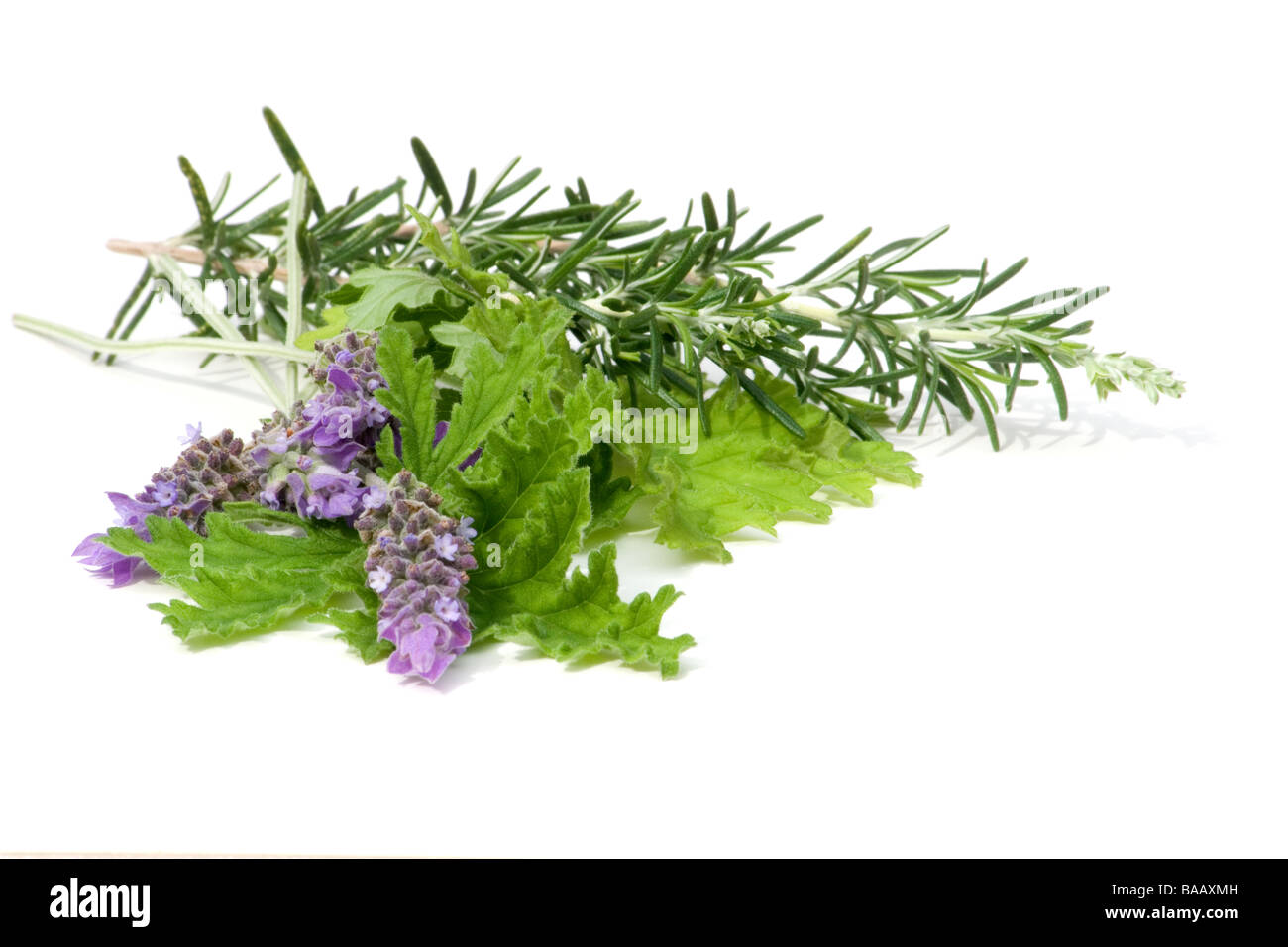 Duftpflanzen auf weißem Hintergrund Stockfoto