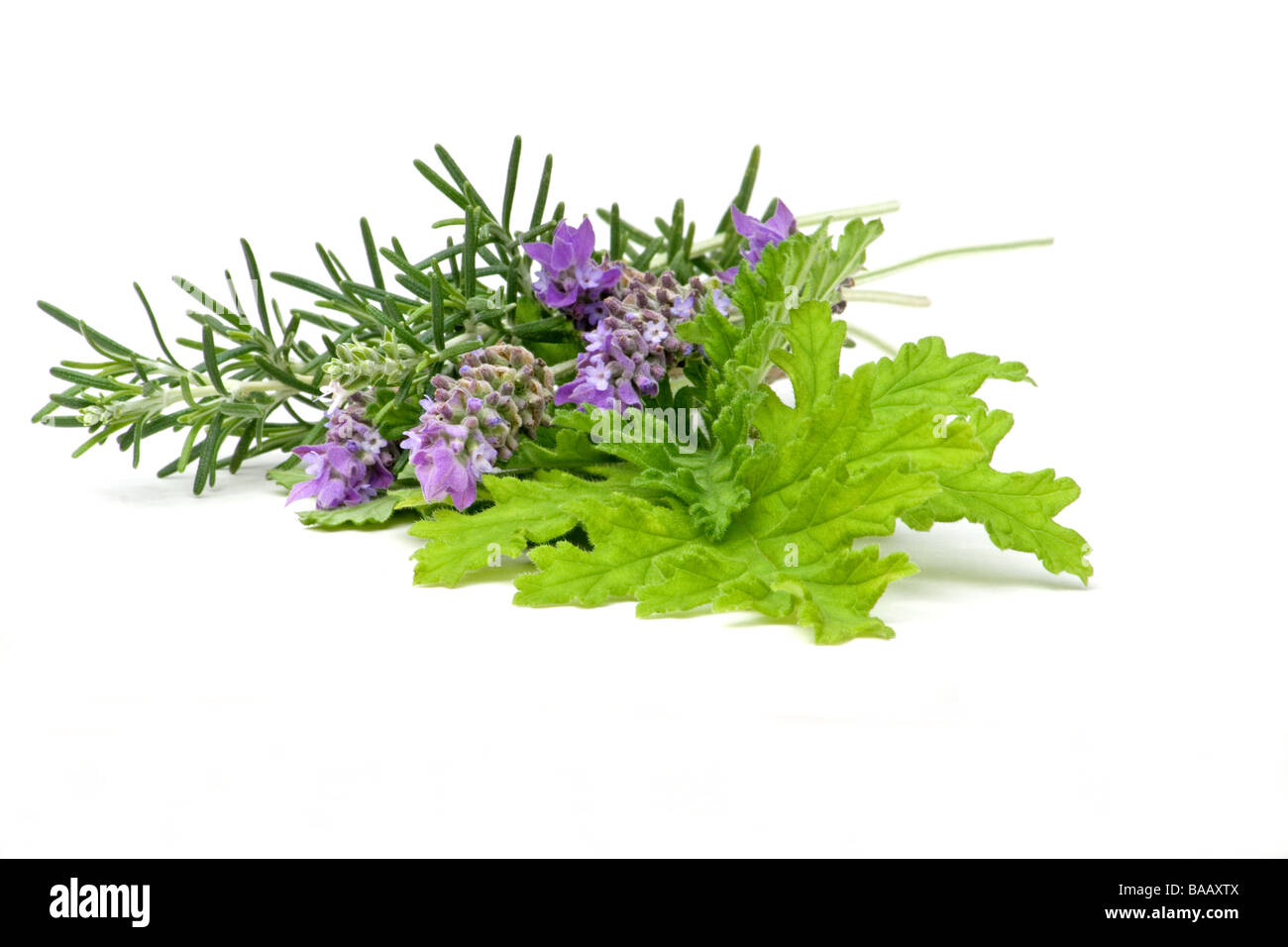 Duftpflanzen auf weißem Hintergrund Stockfoto