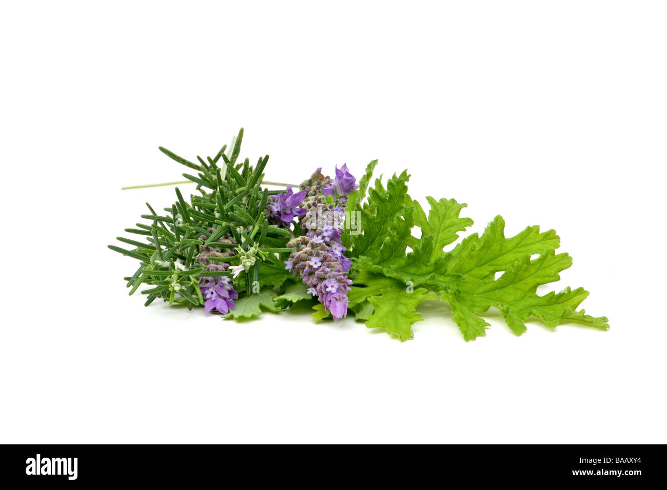 Duftpflanzen auf weißem Hintergrund Stockfoto