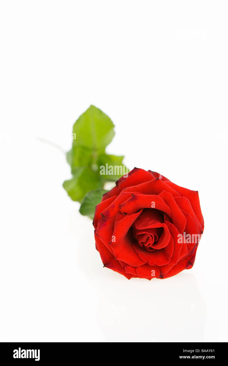 Eine rote Rose, Schweden. Stockfoto