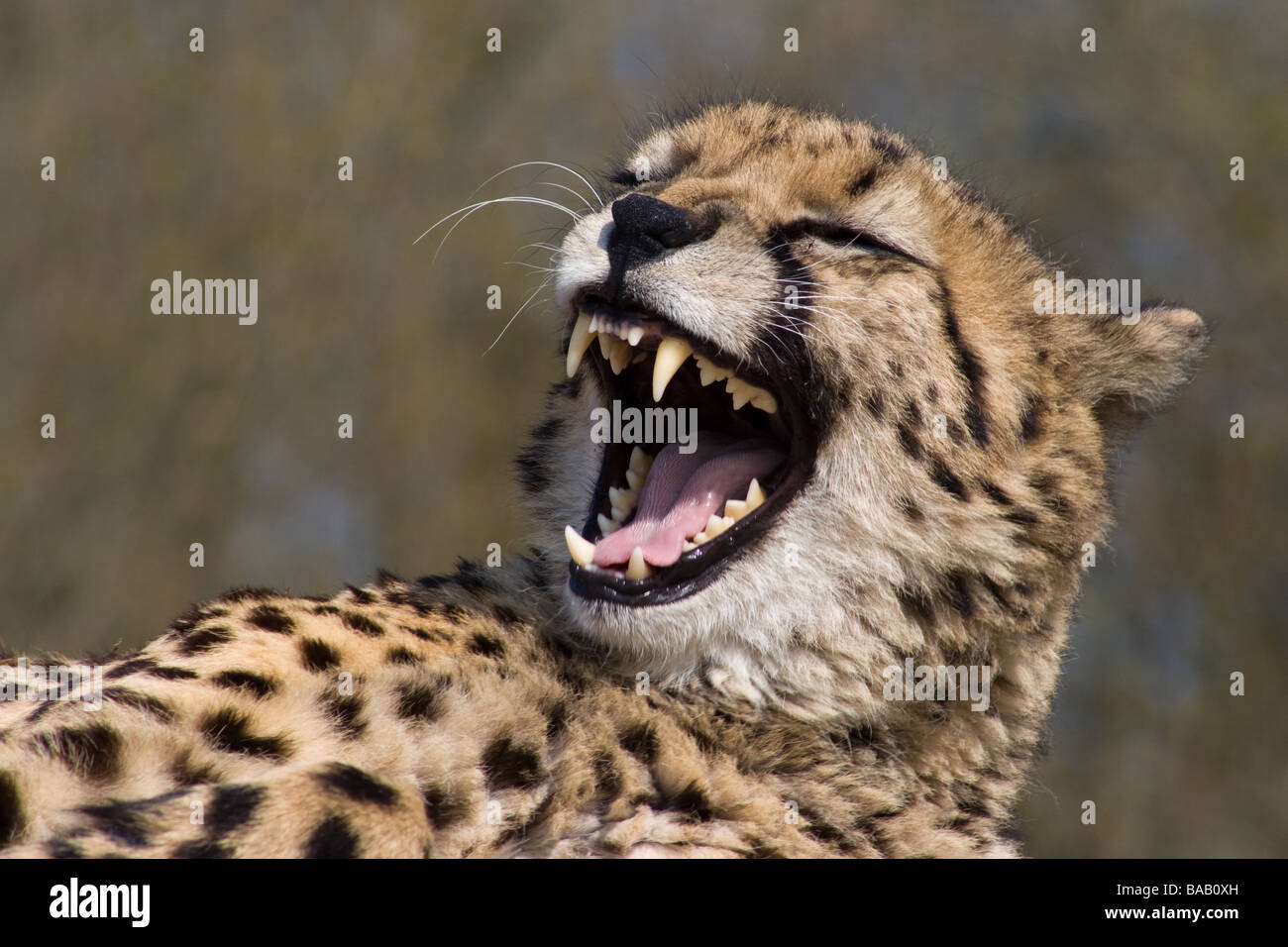 knurrend-oder-lachen-gepard-bab0xh.jpg