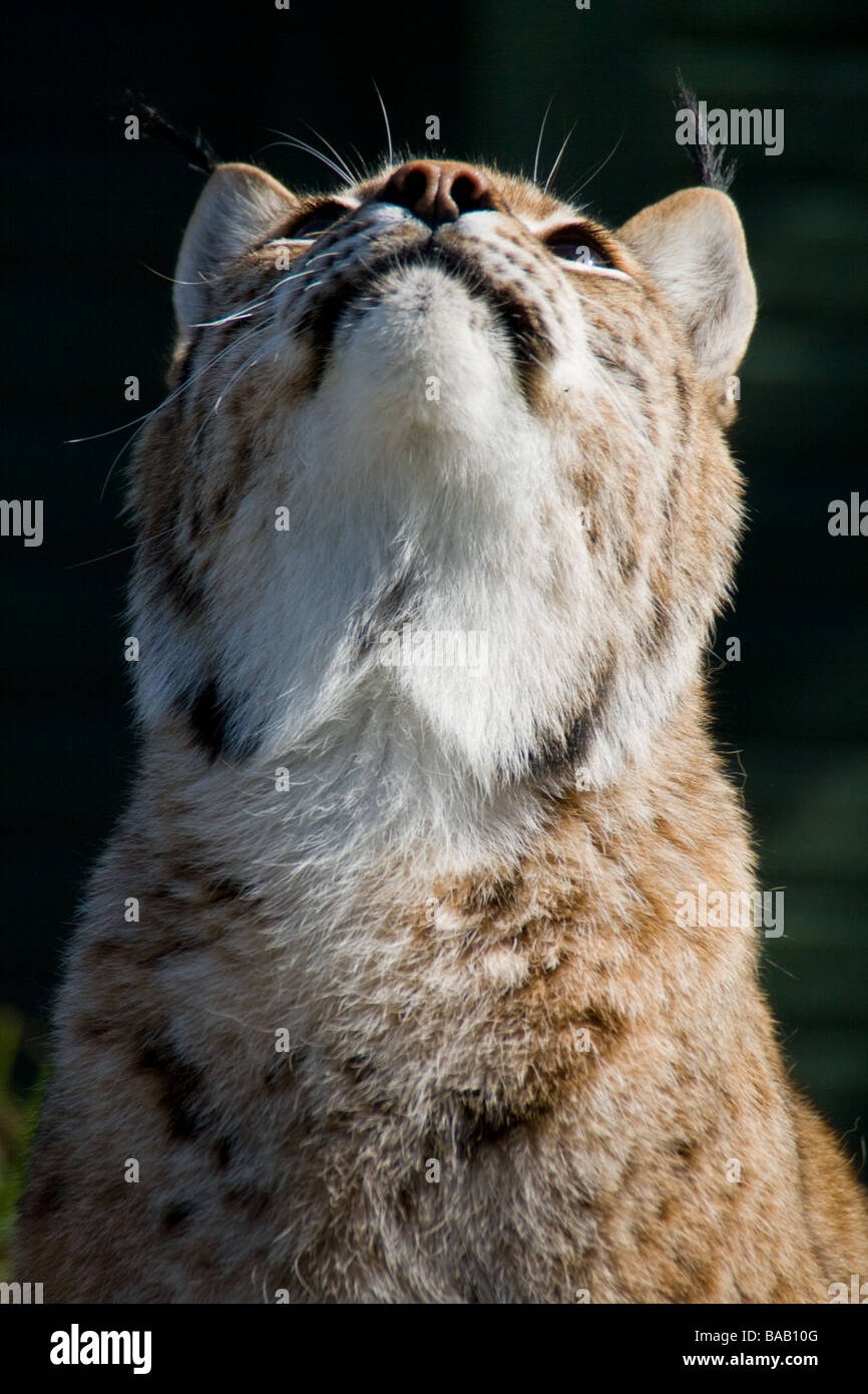 Lynx auf der Suche nach oben Stockfoto