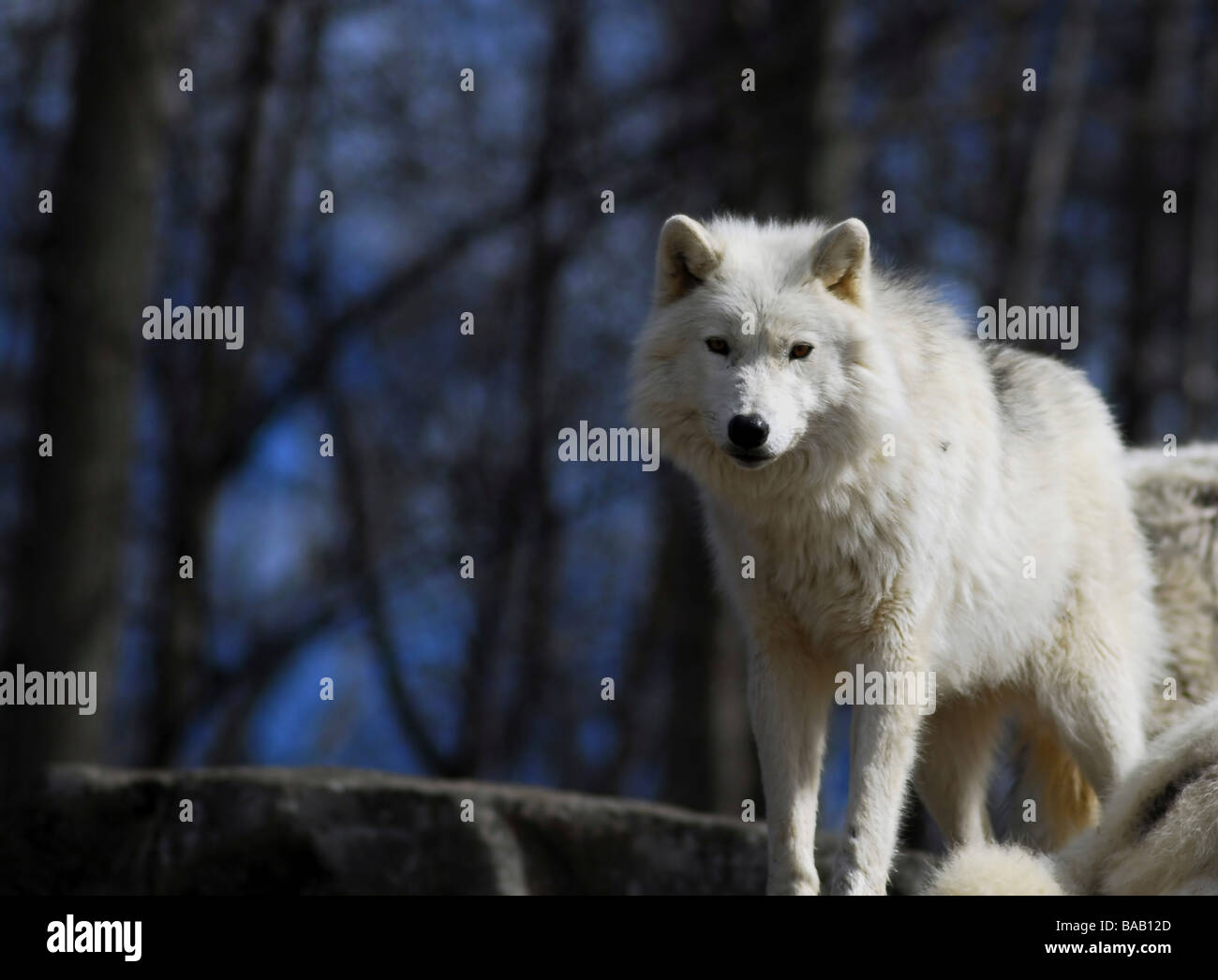 Polarwolf (Canis Loupus Arctos) Stockfoto