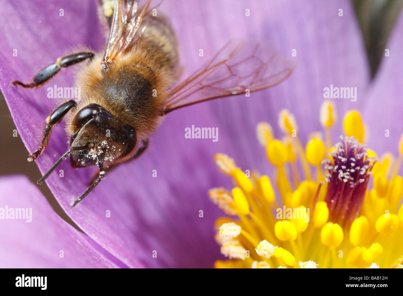 Pasque flower und Honigbiene (Apis mellifera und pulsatilla vulgaris) Stockfoto