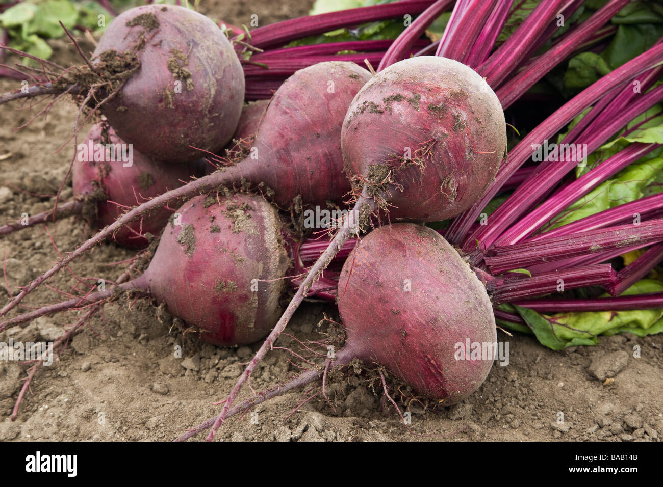 Geernteten Rüben, Bio-Gemüse. Stockfoto