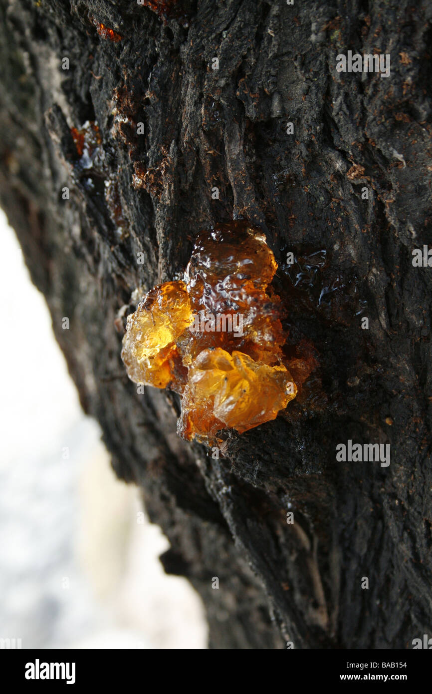 Harz auf dem Baum Stockfoto