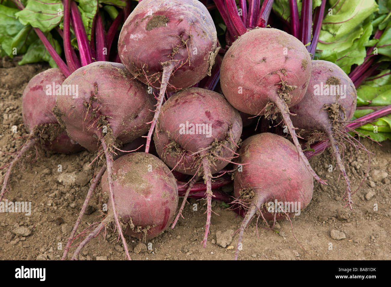 Geernteten Rüben, Bio-Gemüse. Stockfoto