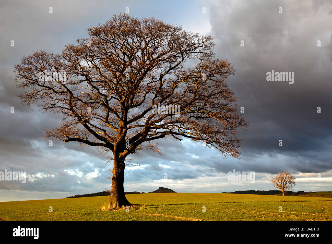Nähe Topping und Eiche im späten März Sonnenschein aus Platten Lane Great Ayton North Yorkshire Stockfoto