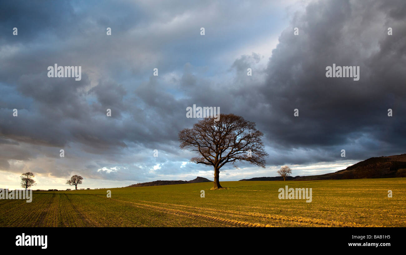 Nähe Topping und Eiche im späten März Sonnenschein aus Platten Lane Great Ayton North Yorkshire Stockfoto