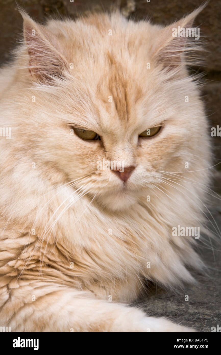 Eine liegende Katze in den Gassen von Siena, Toskana, Italien. Stockfoto