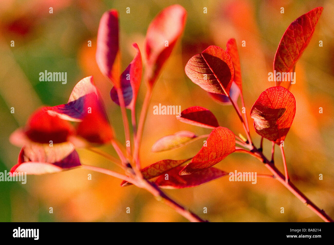 Cotinus-Blätter im winter Stockfoto