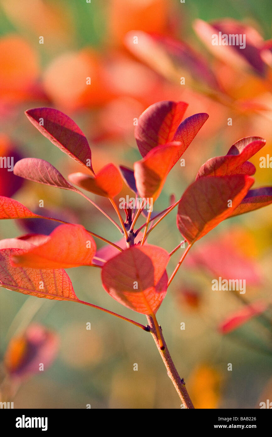 Cotinus-Blätter im winter Stockfoto