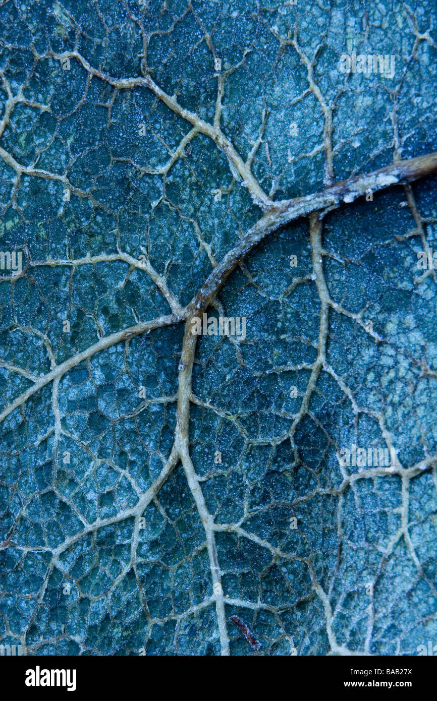 frostigen Blatt im winter Stockfoto